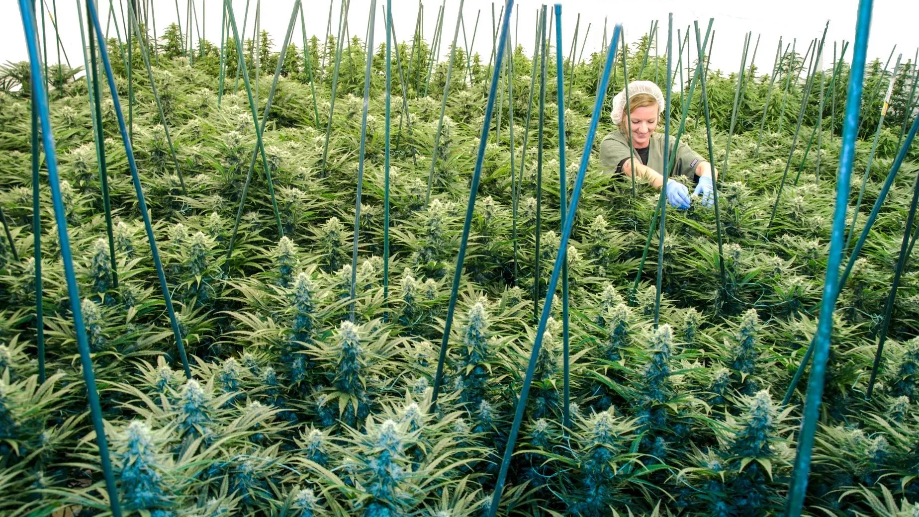 a person in a warehouse of growing marijuana plants
