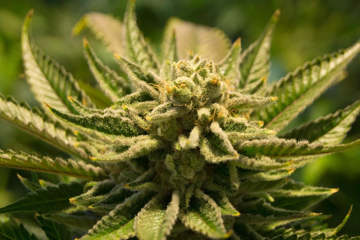 Cannabis Testing Company Takes Blame for Recall, Defends Affected Brands