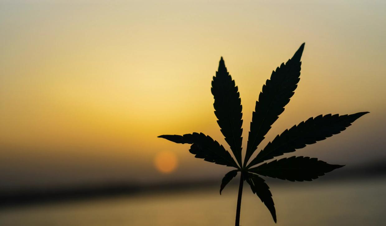 a marijuana leaf