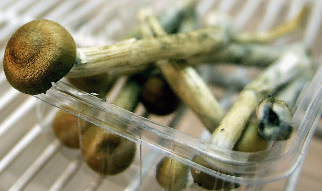 psilocybin mushroom