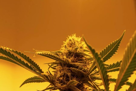 Reclassifying weed allows for needed medical research