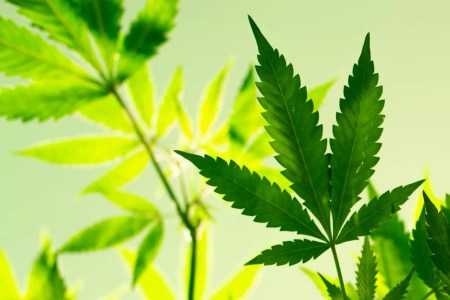 Arizona weed recalled for fungus, lead contamination