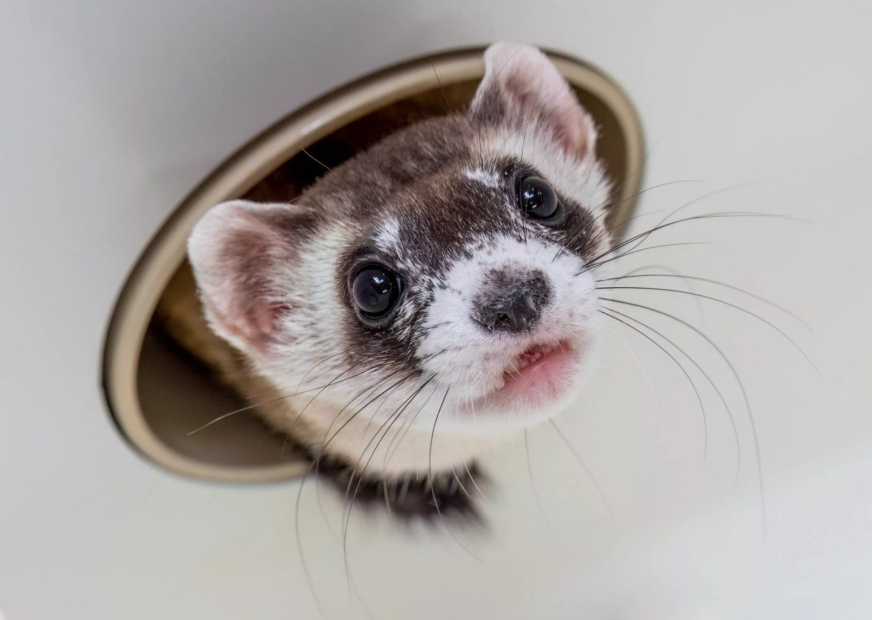 Sip beer and save animals this fall with the Valley’s cutest craft beer collab