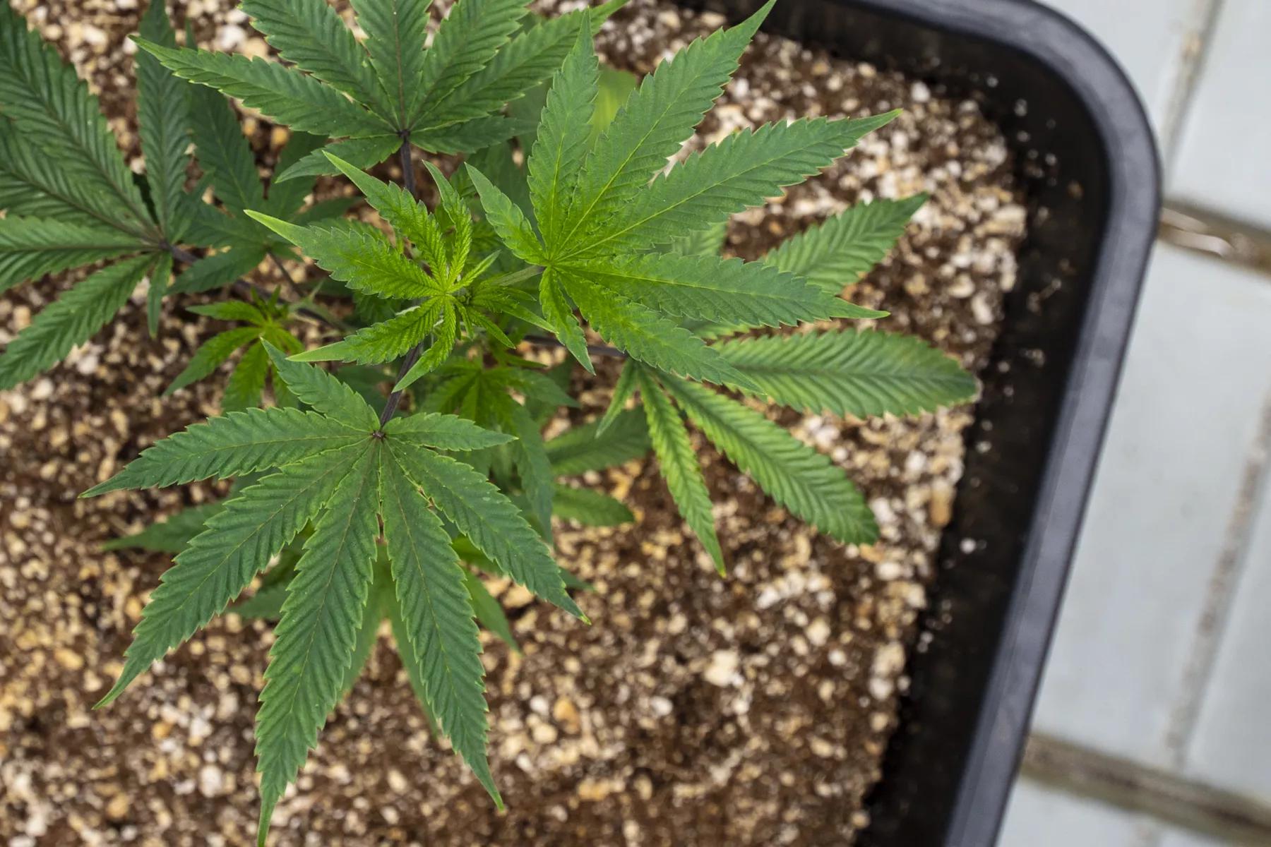 Cannabis clones