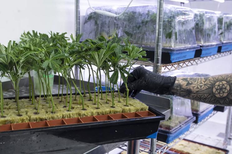 cannabis clones