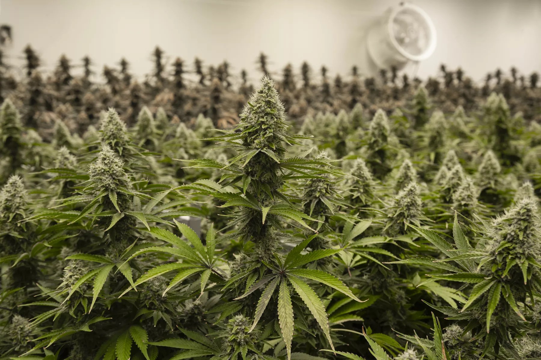A marijuana grow room