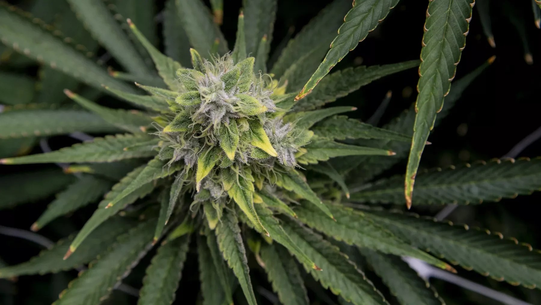 A close-up of a flowering cannabis plant
