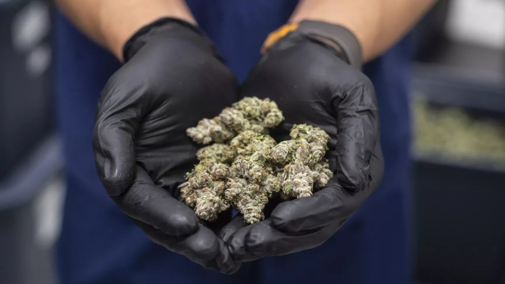 Dried cannabis nuggs