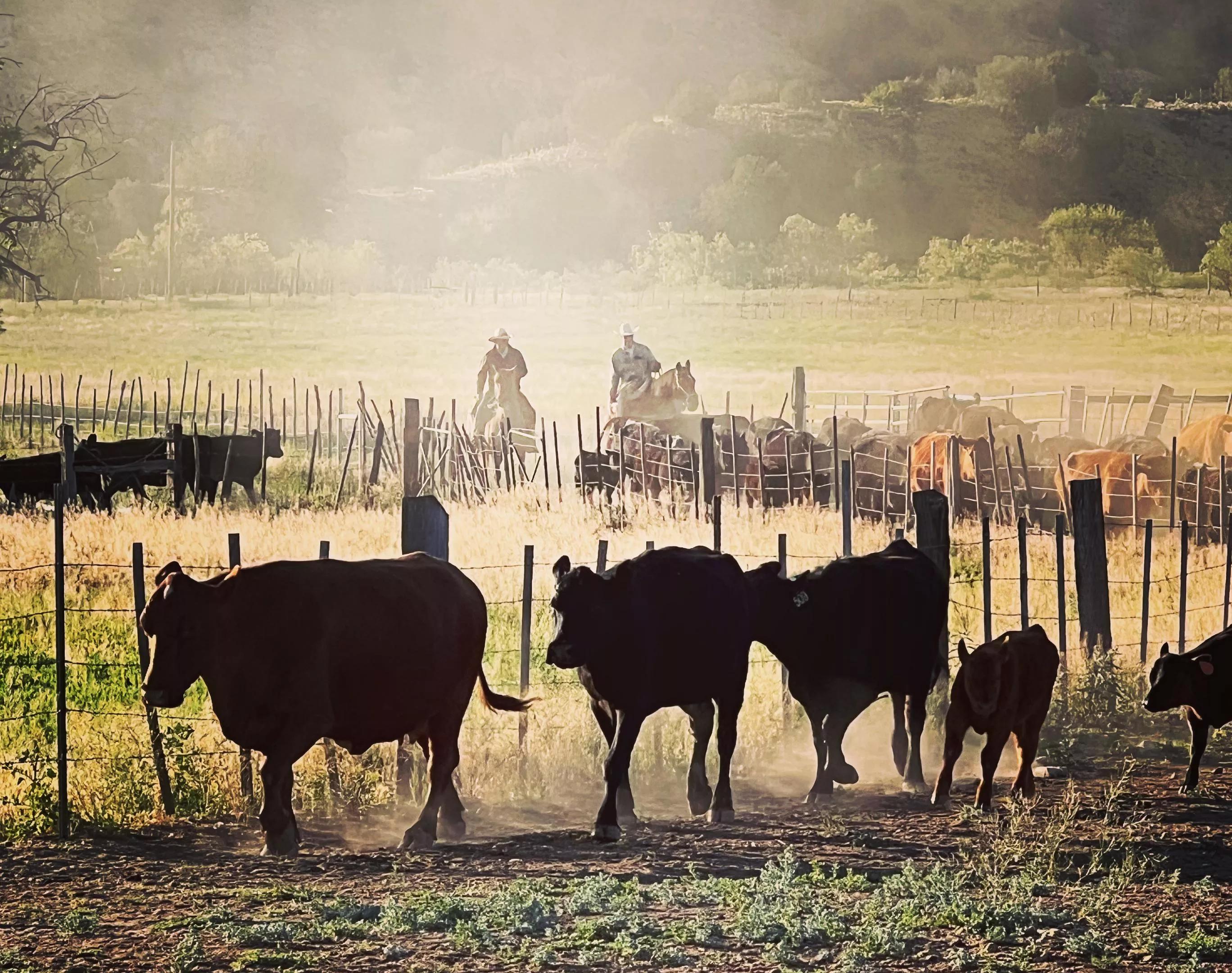 Cattle driven in by ranch hands at Moon River Beef.