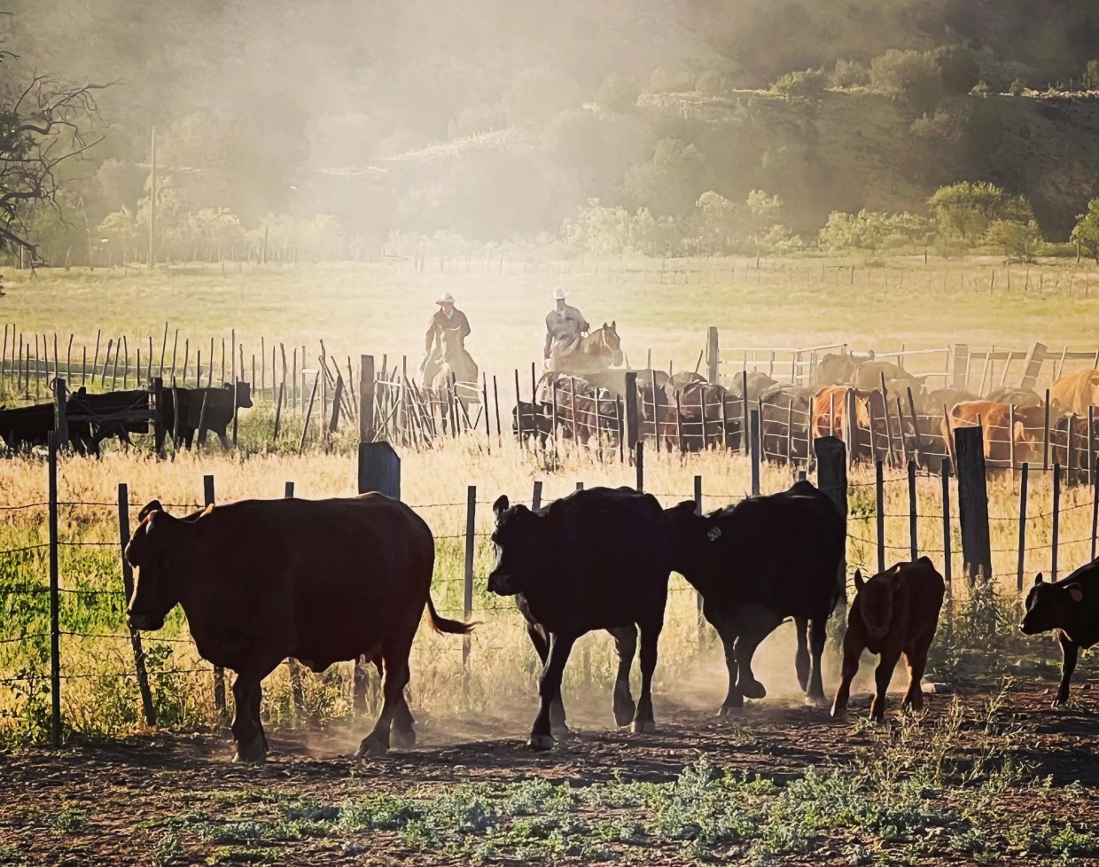Cattle driven in by ranch hands at Moon River Beef.