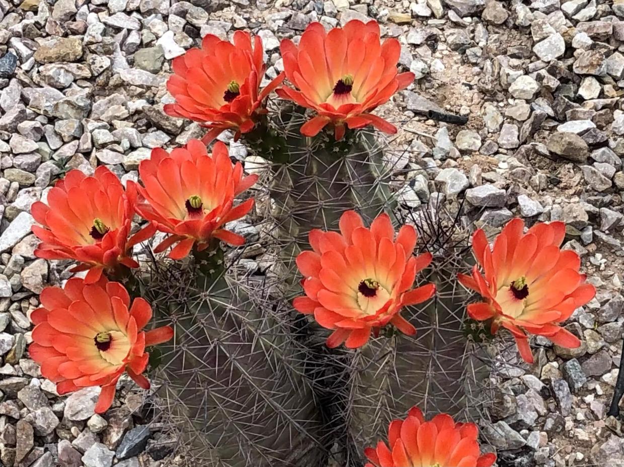 Culture Pass program offers free admission to Phoenix attractions