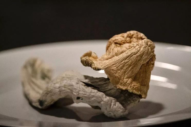 psilocybin mushroom