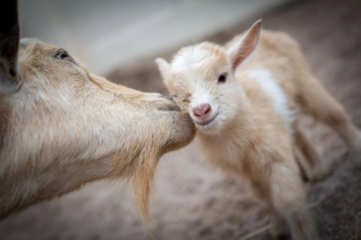 Vote to name Phoenix Zoo’s 5 new baby goats