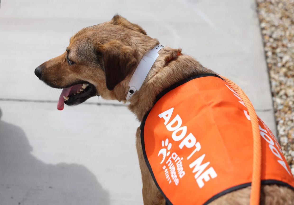 Arizona Humane Society introduces dog field trips to increase adoptions
