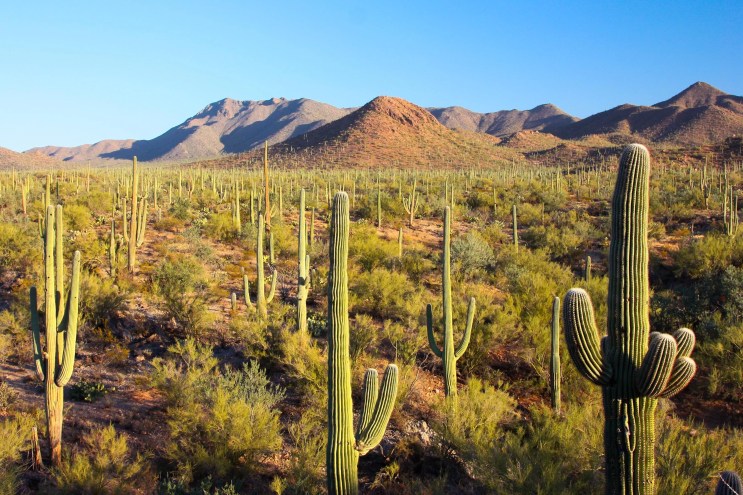 See Arizona natural wonders on Free National Park Day May 25
