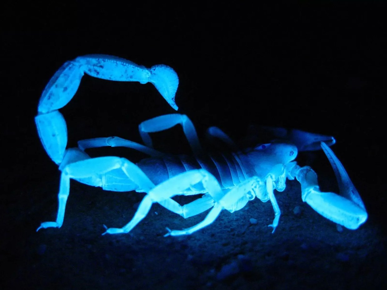 ‘Slap ’em with my Crocs’: For scorpion tips, Phoenix Reddit chooses violence