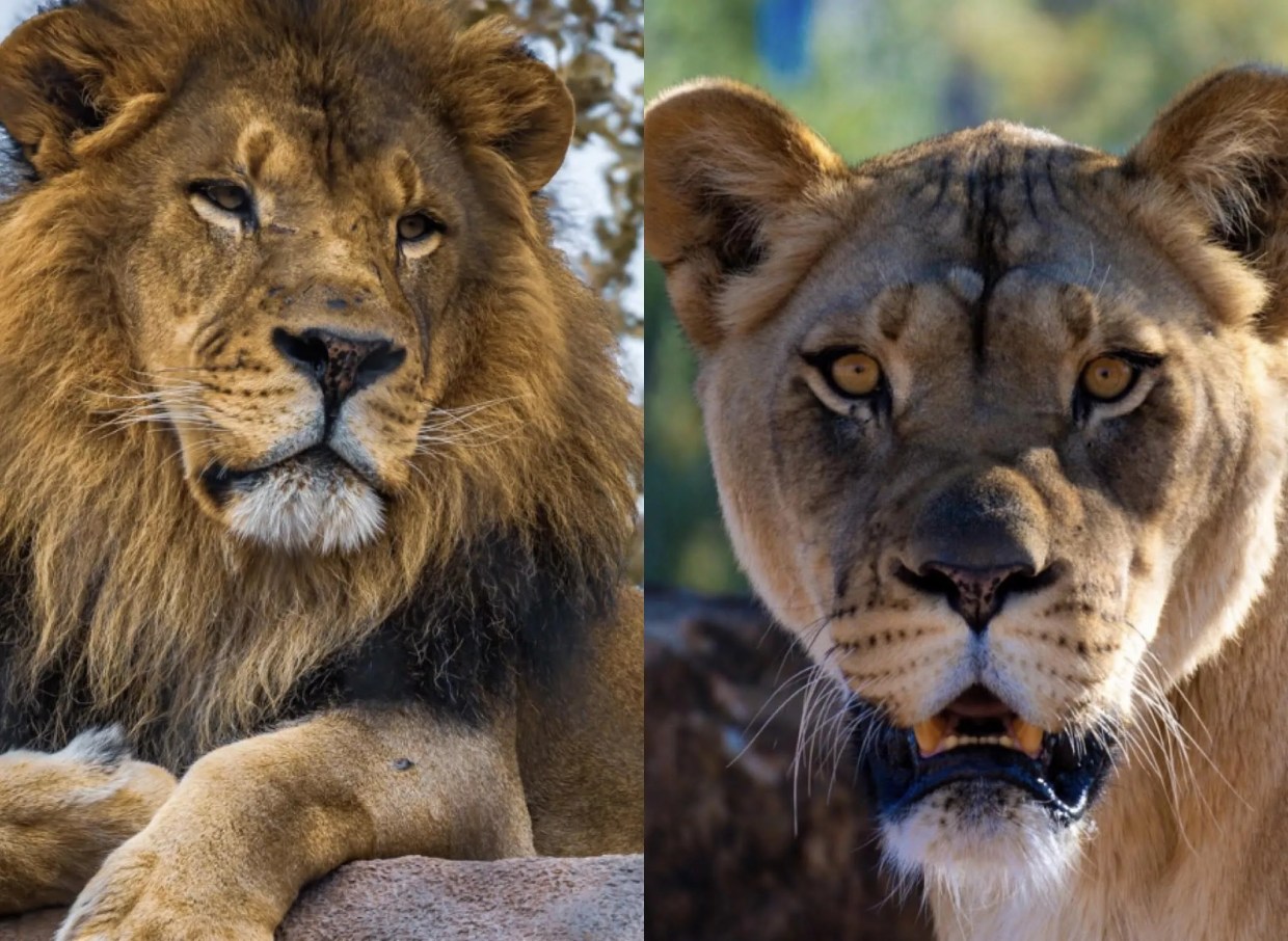 Phoenix Zoo shares photo of new baby lion cubs