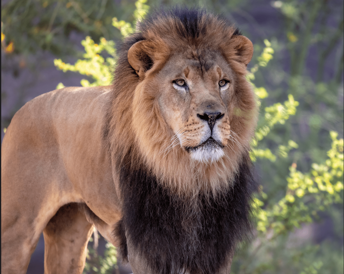 A male lion.