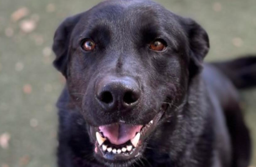A black dog.