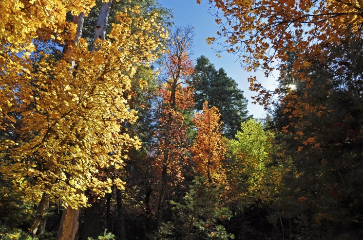 fall leaves