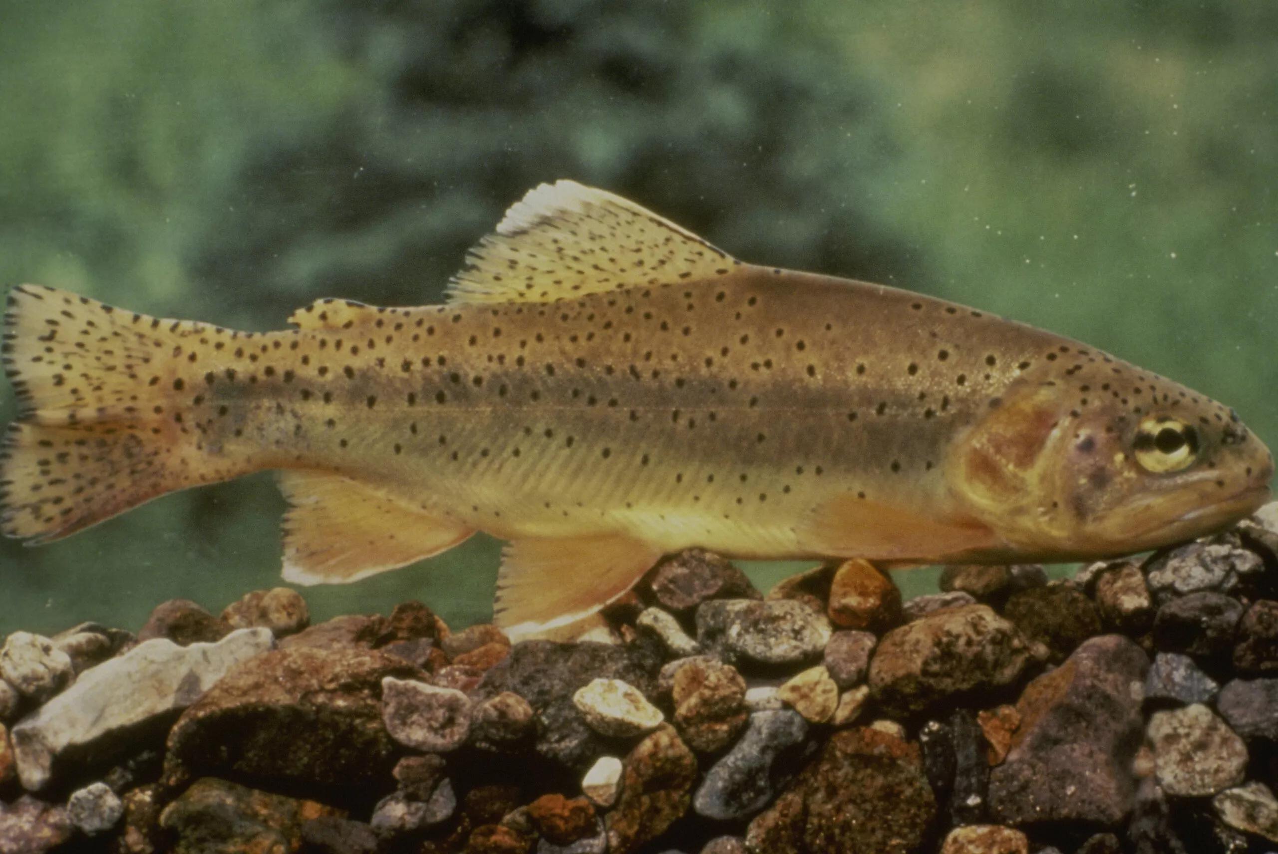 A fish.