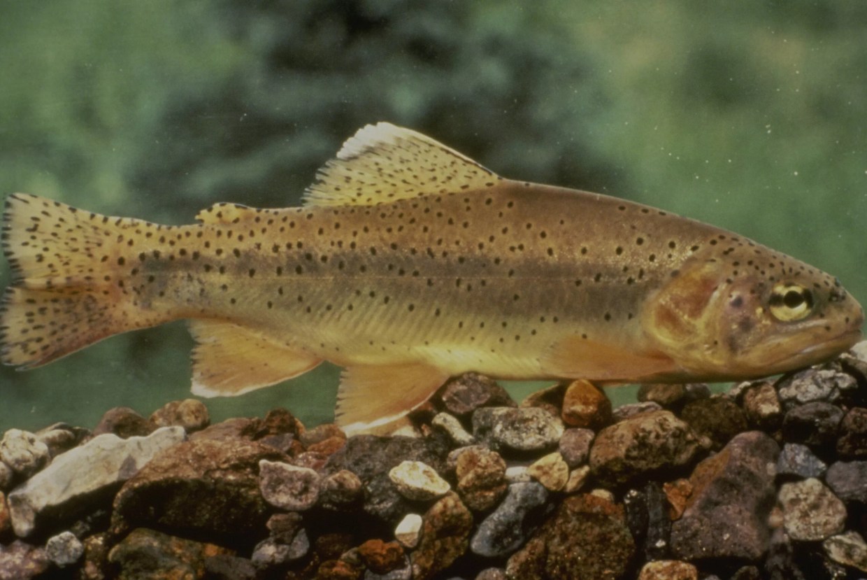 A fish.