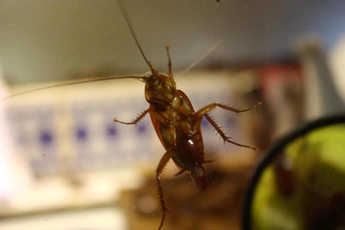 Roaches and grime: The 11 worst Phoenix restaurant inspections in January