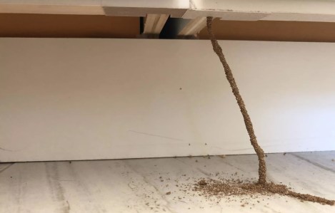 Everything you should know about termites in Arizona