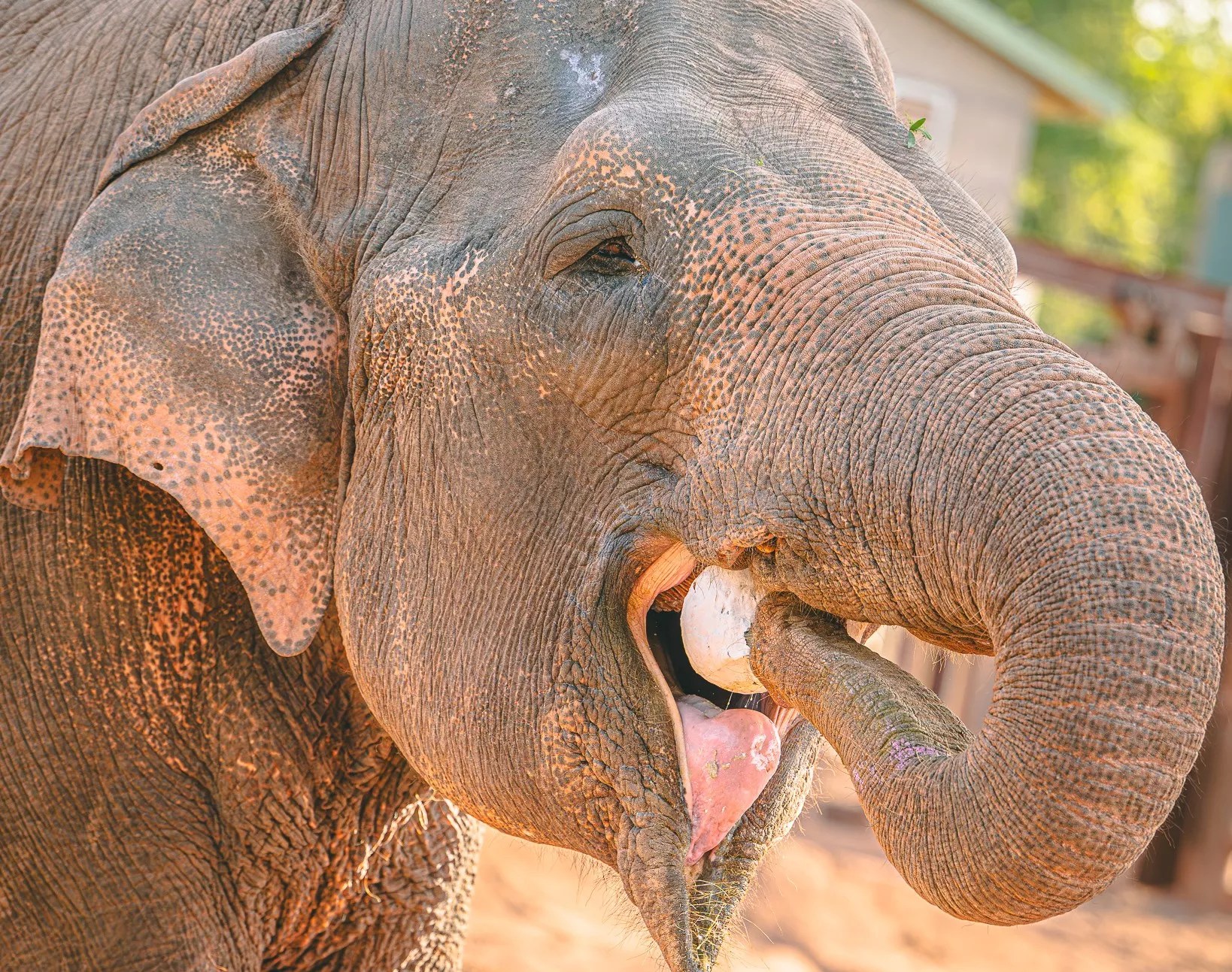 An elephant.