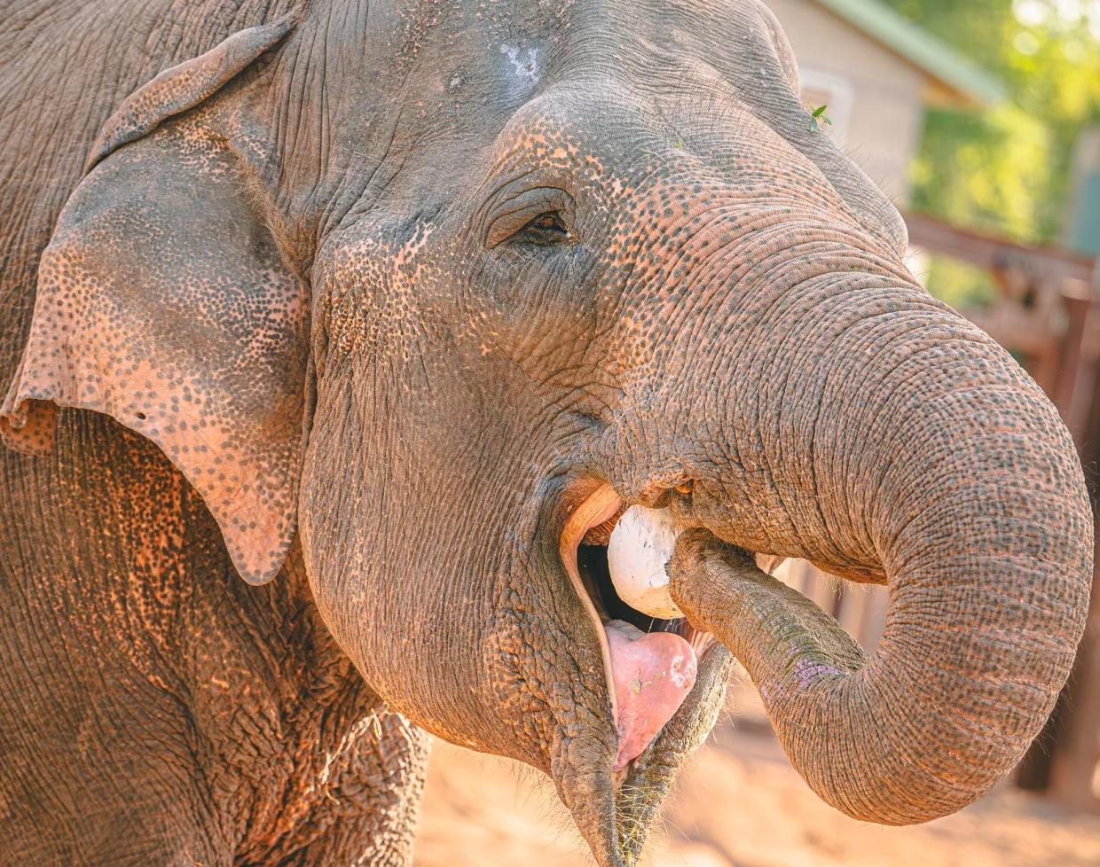 An elephant.