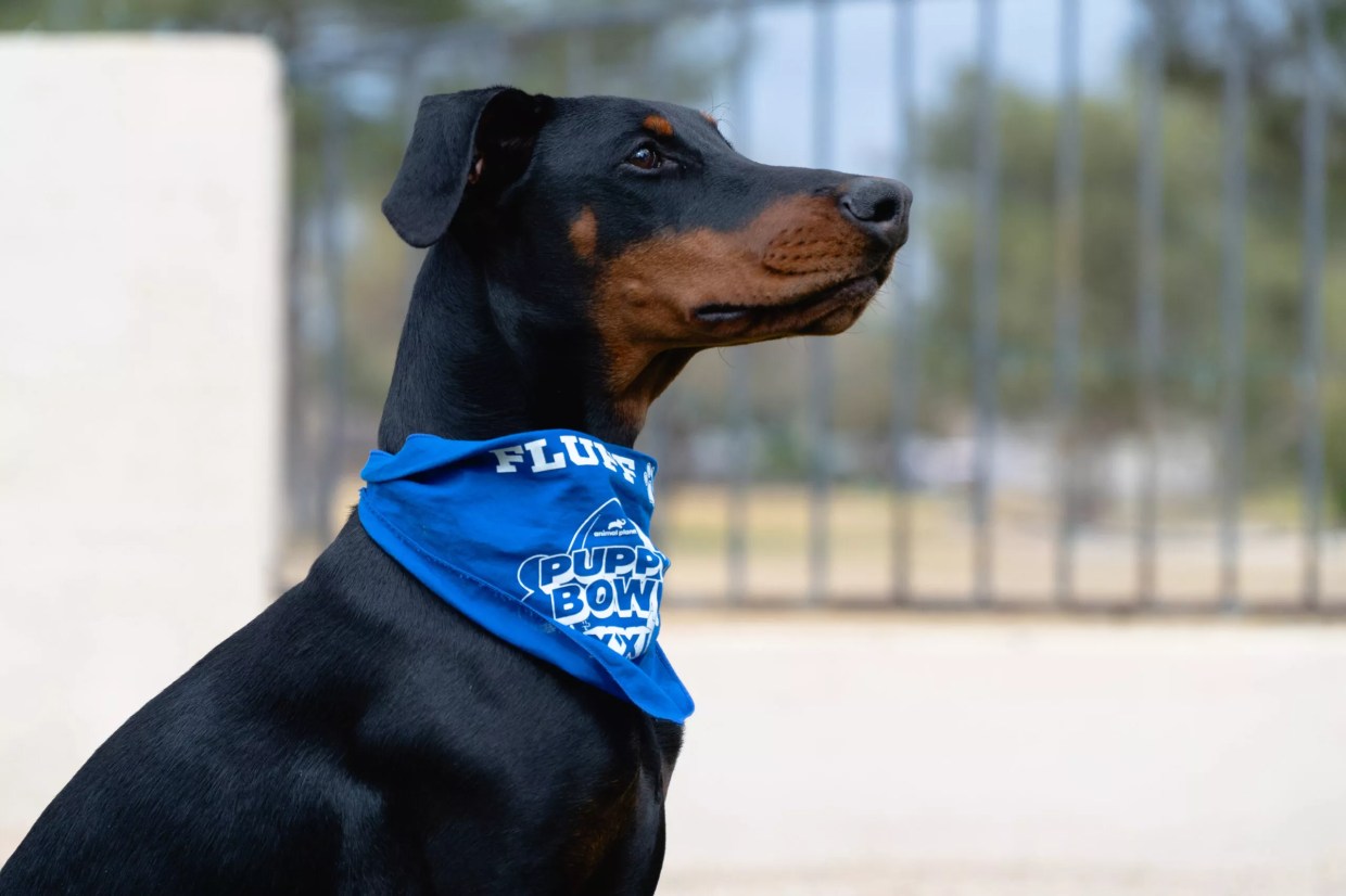 Doberman Pinscher Felicity joins Arizona puppies at 2025 Puppy Bowl