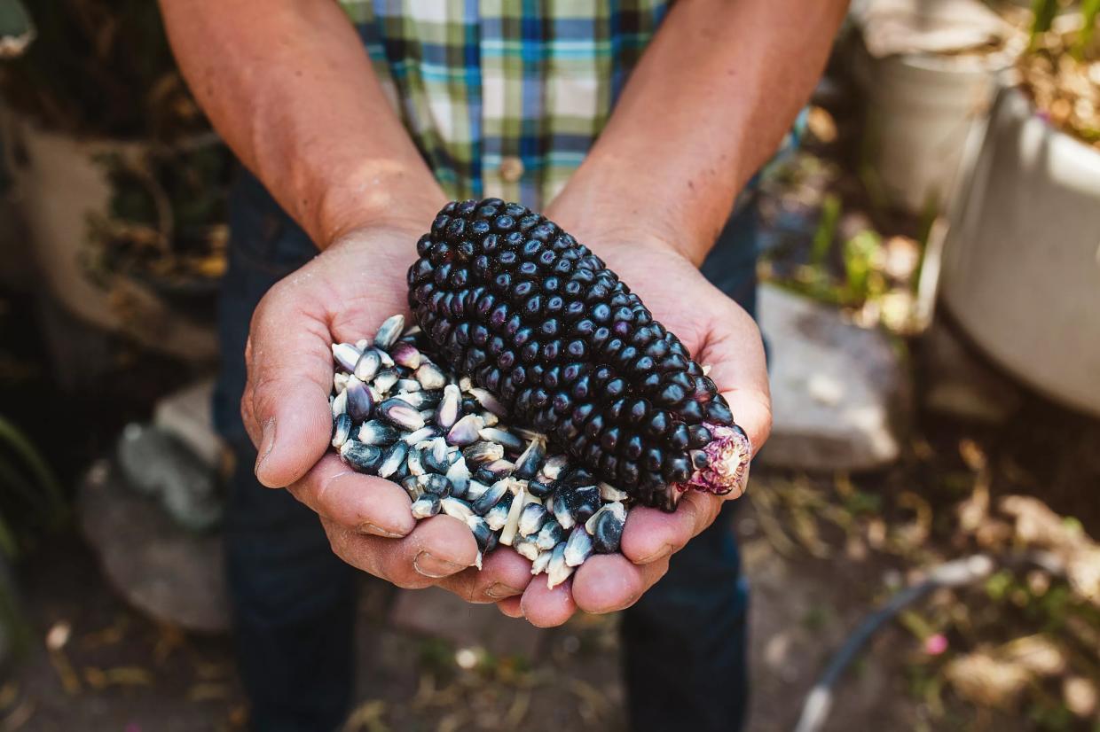 Online cooking show, lifestyle blog encourage use of Indigenous ingredients