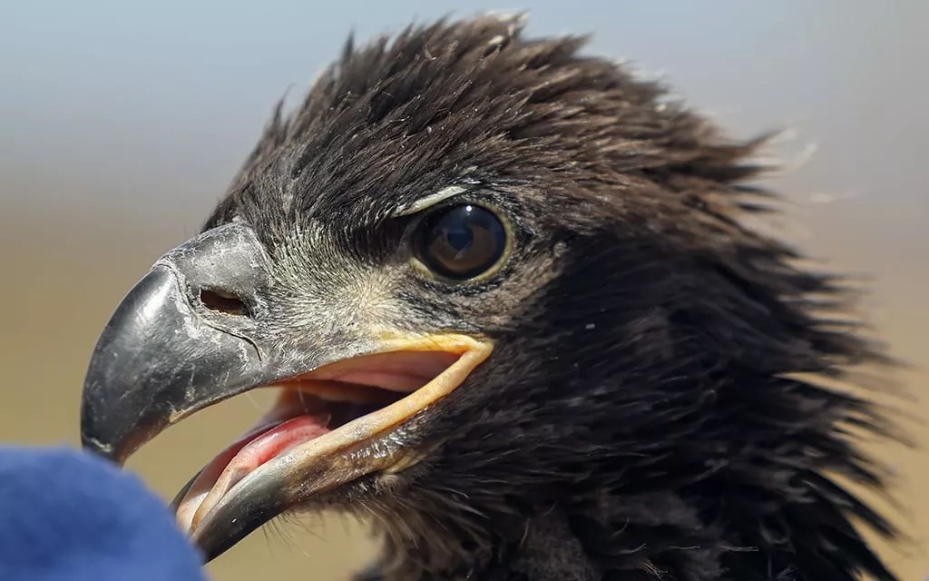 A bald eaglet