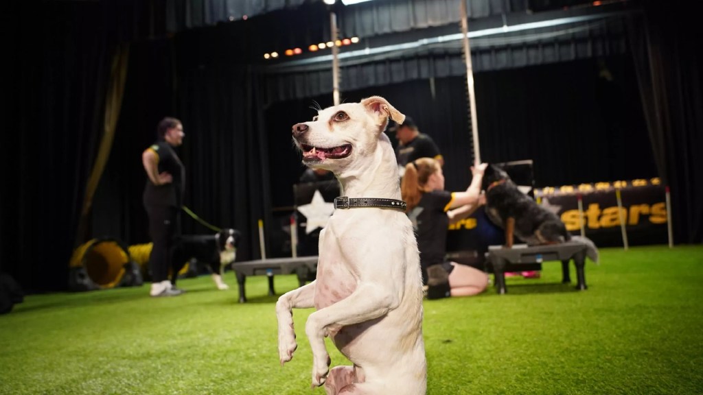 The Canine Stars Stunt Dog Show