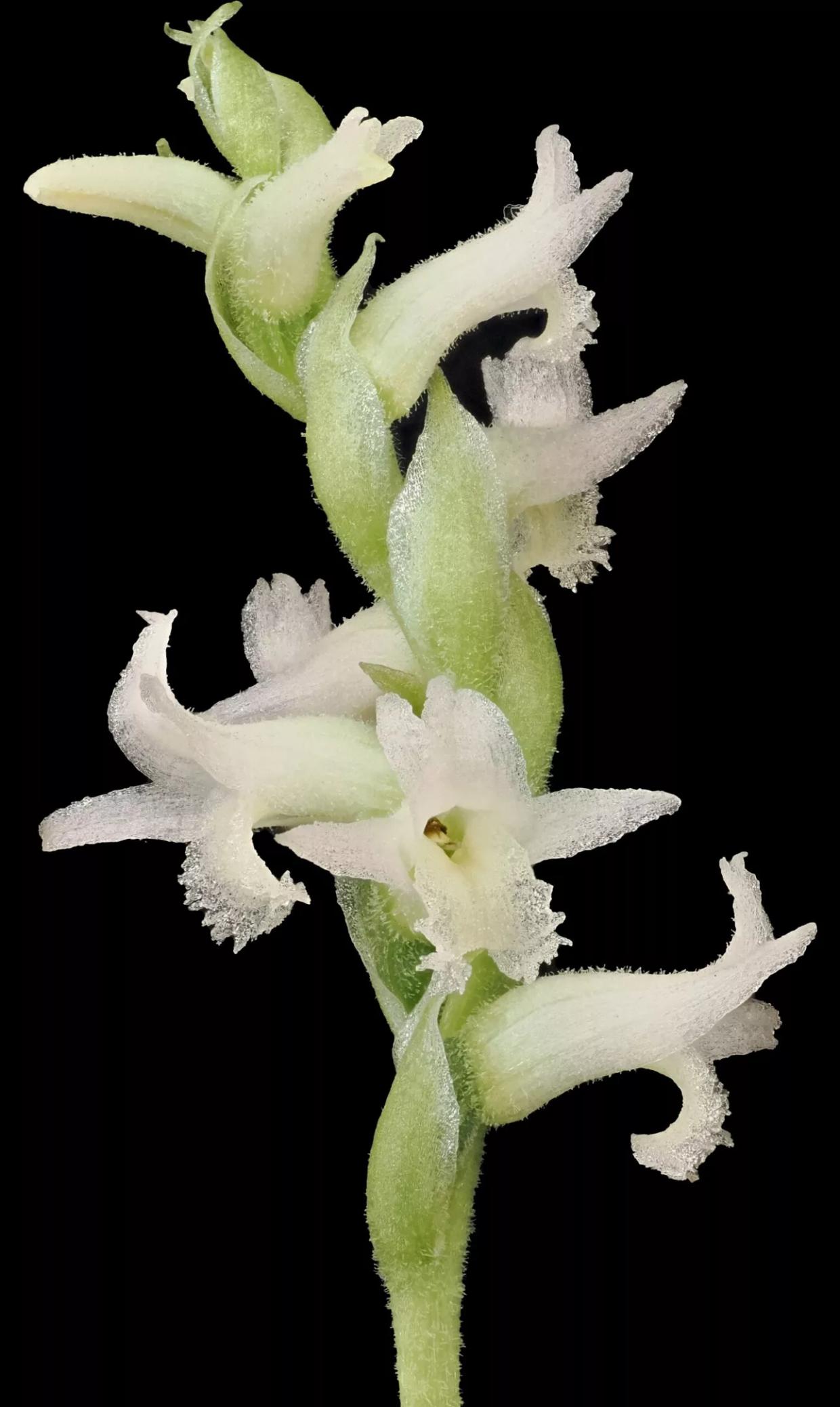 Rare endangered orchid produces first blooms at Desert Botanical Garden