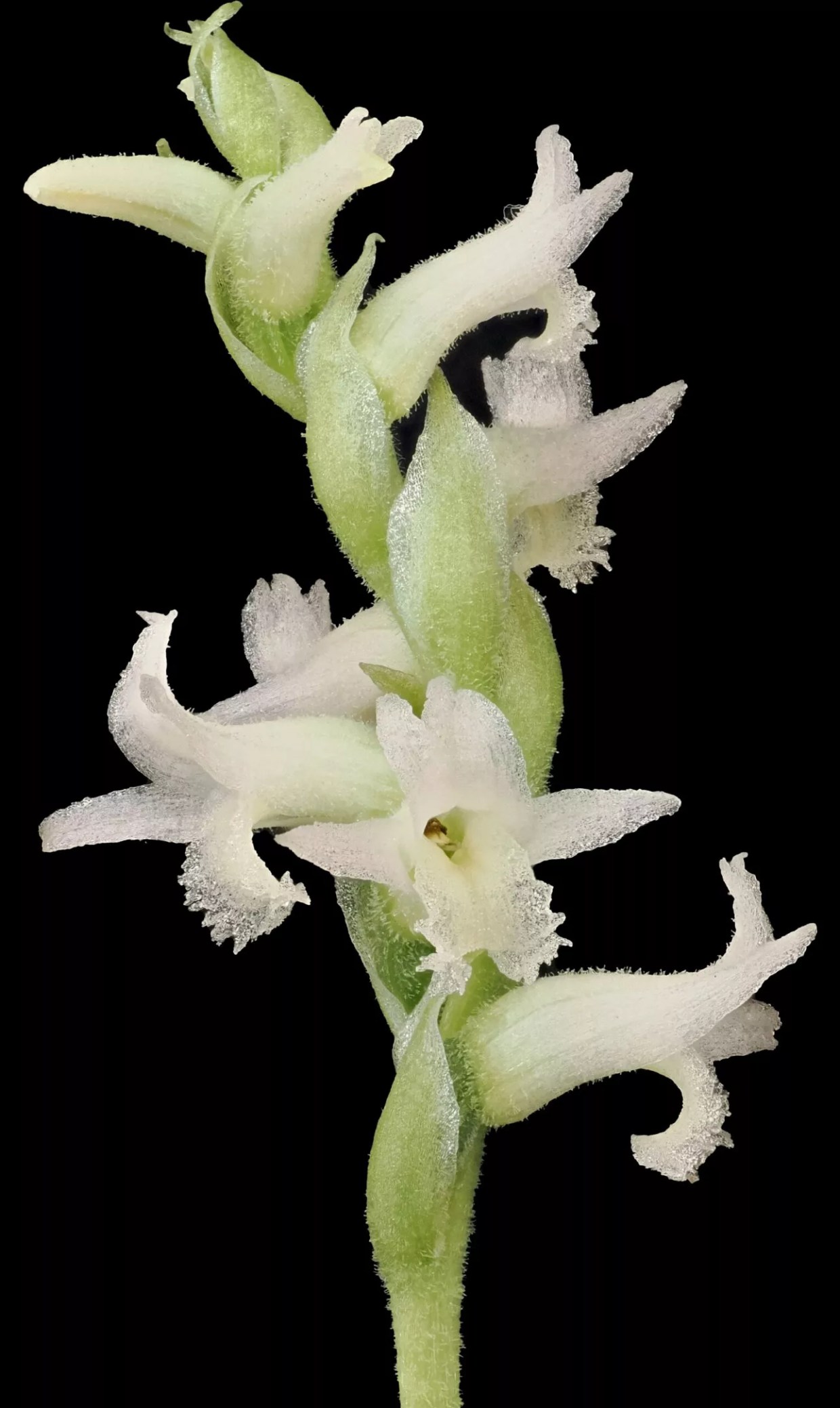 Rare endangered orchid produces first blooms at Desert Botanical Garden