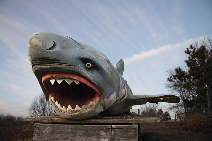 Prop shark