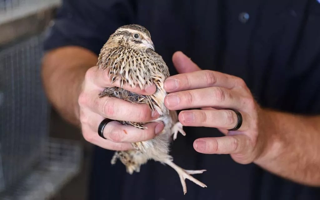 Amid bird flu woes, interest in egg alternatives grows