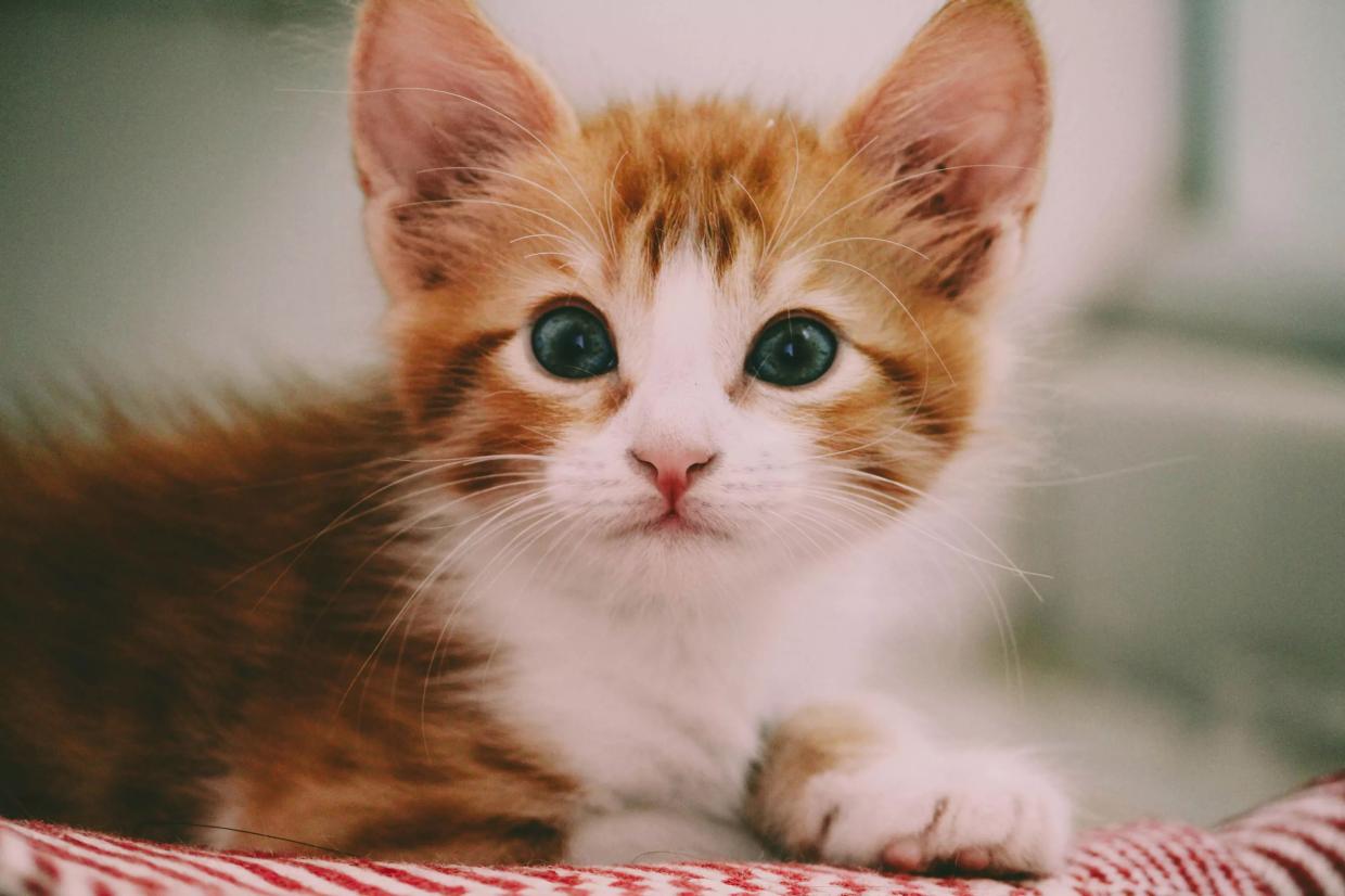 Get your dopamine fix at CatVideoFest in Phoenix