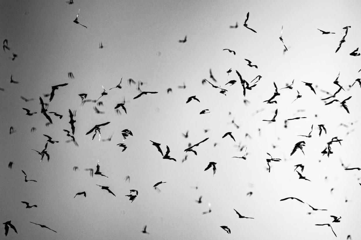 Everything to know about the Phoenix Bat Cave
