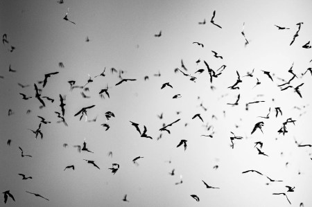 Your guide to the Phoenix Bat Cave