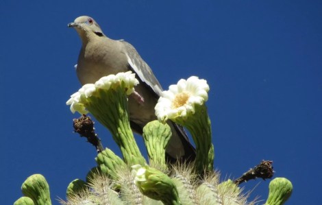 Birding by ear: Tips to identify bird songs by listening